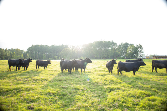 Honor the Process: How We Raise and Craft Our Proteins